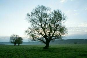 solitario albero nel il riso campo con riflessione nel acqua. grande albero nel un' verde campo a tramonto. bellissimo primavera paesaggio. foto