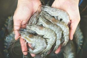 fresco gamberetto gamberi per cucinando frutti di mare cibo nel il cucina o acquistare gamberetti su negozio a il frutti di mare mercato, bianca gamberetto crudo gamberetti su mano lavaggio gamberetto su ciotola foto