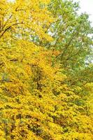 bellissimo giallo autunno le foglie su il alberi nel il parco. foto