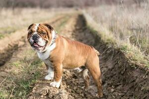 carino inglese bulldog foto