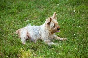 yorkshire terrier cane su il erba foto