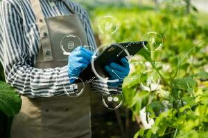 donna mani giardinaggio lattuga nel azienda agricola con crescita processi e chimico formula su verde sfondo. foto