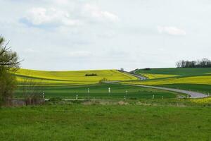 avvolgimento strada attraverso un' giallo fioritura collina foto