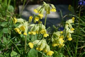 selvaggio primula fiori nel primavera foto