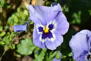 leggero viola margherita foto