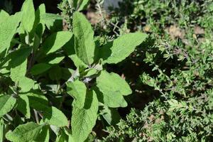 leggero verde saggio nel primavera foto