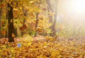 d'oro asciutto acero le foglie girando nel il aria sopra il terra. autunno paesaggio nel il parco, selettivo messa a fuoco foto