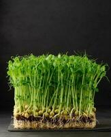 germogliato pisello semi su un' nero sfondo, microgreens per insalata, disintossicazione foto