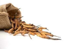 avvicinamento di ofiocordyceps sinensis o fungo cordyceps nel Marrone sacco Borsa su isolato sfondo. medicinale proprietà nel il trattamento di malattie. nazionale biologico medicinale. foto