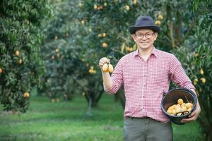 asiatico azienda agricola uomo è controllo il suo acida e dolce frutta chiamato marian prugna o tailandese plango o marian Mango, di prugna Mango nel il suo all'aperto frutta giardino foto