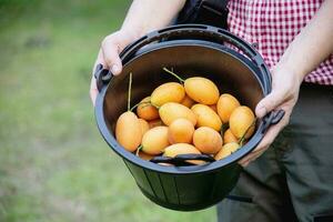 asiatico azienda agricola uomo è raccolta il suo acida e dolce frutta chiamato marian prugna o tailandese plango o marian Mango, di prugna Mango nel il suo all'aperto frutta giardino foto