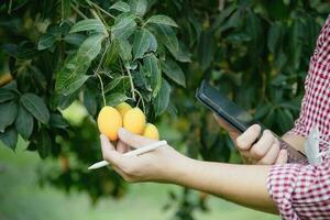 asiatico azienda agricola uomo è controllo il suo acida e dolce frutta chiamato marian prugna o tailandese plango o marian Mango, di prugna Mango nel il suo all'aperto frutta giardino foto