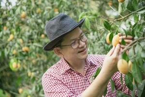 asiatico azienda agricola uomo è controllo il suo acida e dolce frutta chiamato marian prugna o tailandese plango o marian Mango, di prugna Mango nel il suo all'aperto frutta giardino foto