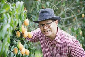 asiatico azienda agricola uomo è controllo il suo acida e dolce frutta chiamato marian prugna o tailandese plango o marian Mango, di prugna Mango nel il suo all'aperto frutta giardino foto