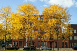 giallo alto alberi vicino un' rosso mattone edificio nel autunno. parcheggiata macchine vicino il recinto foto