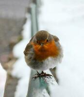 vicino su fotografie prese di un' molto carino pettirosso uccello nel molto freddo tempo metereologico