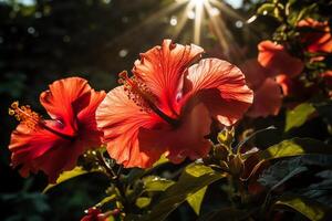 vivace ibisco fioriture nel il luce del sole. ai generato foto