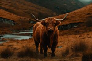 montanaro mucca nel Scozia valle. ai generato foto
