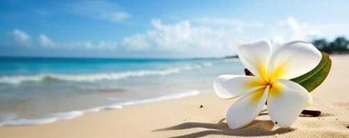 plumeria frangipani su tropicale mare e spiaggia blu cielo sfondo, estate festivo volta. generativo ai foto