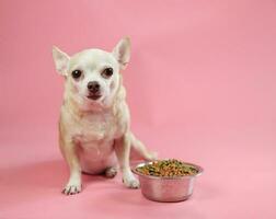 salutare Marrone corto capelli chihuahua cane seduta con un' ciotola di asciutto cane cibo su rosa sfondo. foto