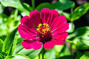 bellissimo selvaggio in crescita fiore zinnia elegans su sfondo prato foto