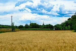 fotografia su tema grande Grano azienda agricola campo per biologico raccogliere foto