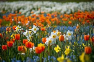 bellissimo campo di primavera fiori con Narciso tulipani e muscari. ai generato foto