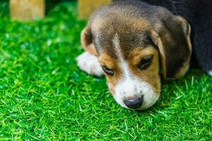 bambino beagle cane foto