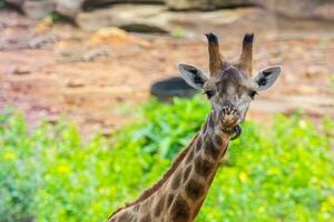 lingua e viso di masai giraffa foto
