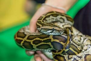 reale pitone serpente strisciante foto