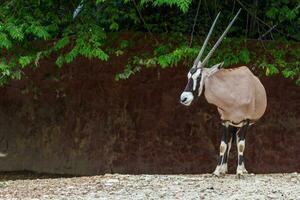 gemsbok antilope cervo foto