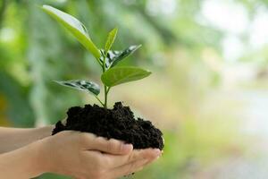 donna Tenere giovane albero pronto per crescere nel fertile suolo, preparare per pianta e ridurre globale riscaldamento, Salva mondo ambiente , Salva vita, pianta un' albero mondo ambiente giorno, sostenibile , volontario. foto