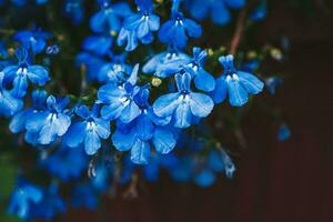 blu fiori di giardino lobelia lobelia erino piantato nel fiore giardino contenitore foto