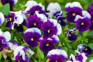 viola wittrockiana ispirare più campo di segnalazione razza viola e bianca a fiore grande giardino viole del pensiero foto