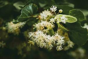 lime albero fiorire avvicinamento foto