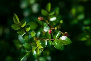 le foglie e non aperto rosa mini cuffie su cespuglio di rose prima fioritura foto