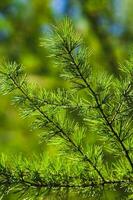 larix decidua europeo o Comune larice verde rami vicino su foto