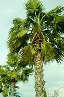 alto palma alberi in crescita su un esotico tropicale isola su sfondo di luminosa blu cielo. foto