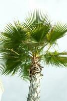alto palma alberi in crescita su un esotico tropicale isola su sfondo di luminosa blu cielo. foto
