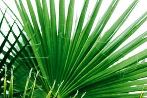 verde palma foglie, naturale sfondo. foto