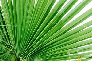 verde palma foglie, naturale sfondo. foto