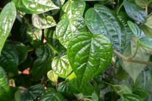 daun siri o betel foglia. betel è un' nativo pianta di Indonesia quello cresce viti o riposa su altro albero tronchi foto