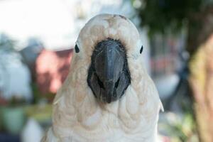 selettivo messa a fuoco per cacatua uccello becco. morbido messa a fuoco. foto