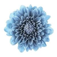 blu fiore isolato su bianca sfondo, creare ai foto