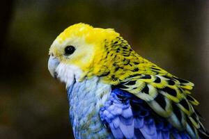 un' colorato pappagallo foto
