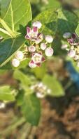 migliore avvicinamento di calotropis gigantea spalmay Locale nome foto