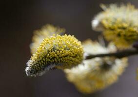 rametto di giovane salice con giallo polline su soffice fiori su un' buio sfondo. alto qualità foto. orizzontale. foto