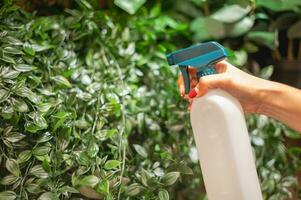 femmina mano fogliare alimentazione e nutrizione di giardino impianti nel domestico la zona. foto