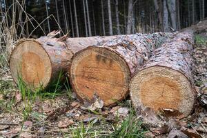 abbattuto albero tronchi di il foresta strada foto