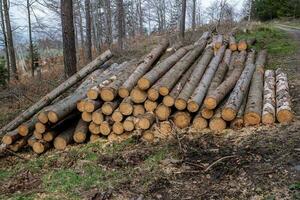 foresta pino e abete rosso alberi. log tronchi mucchio, il registrazione legname legna industria. foto
